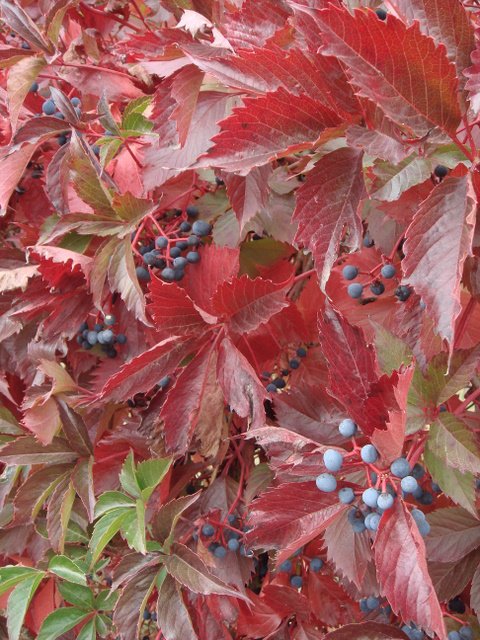Parthenocissus quinquefolia fruits